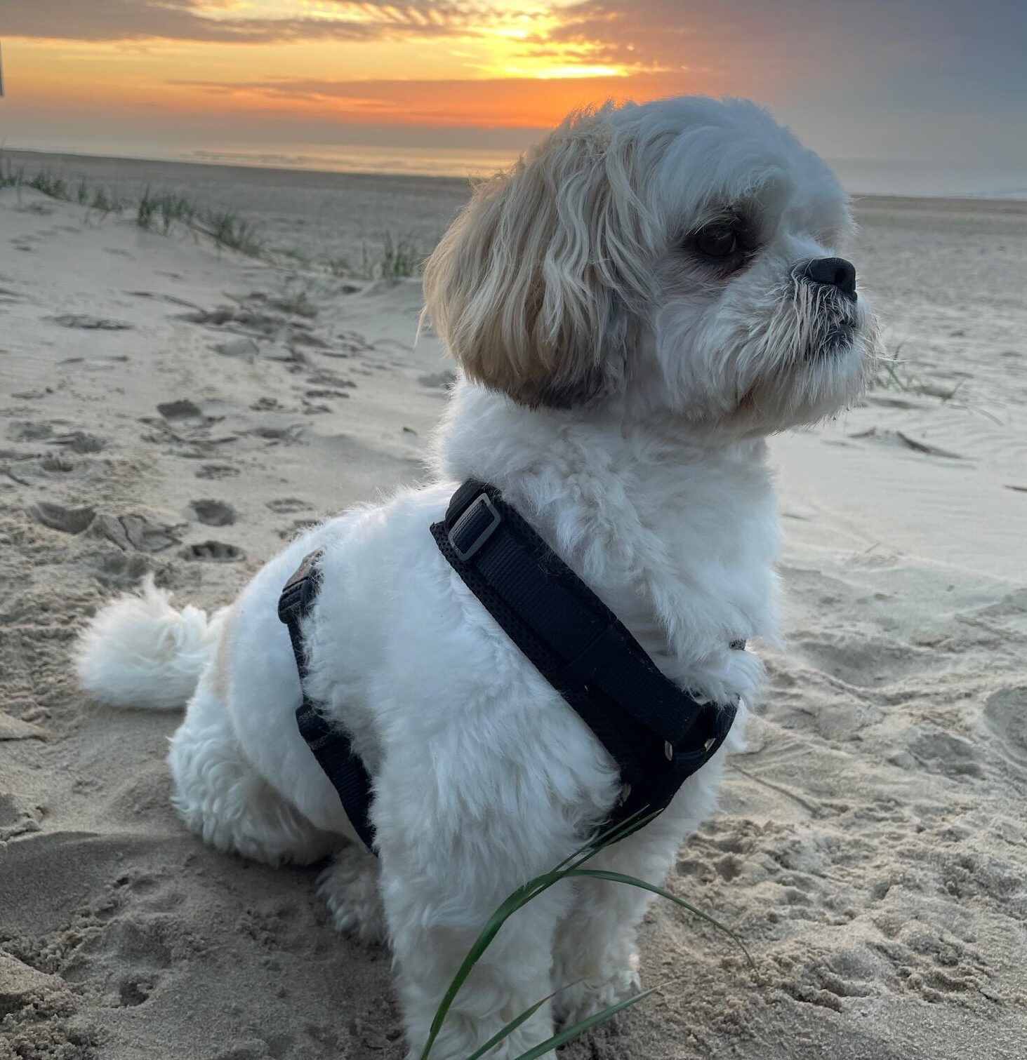 Theo Salonhund